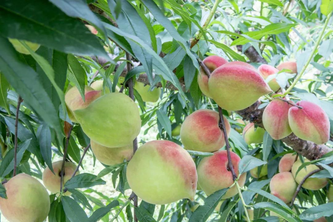 亲农好物｜翁源鹰嘴桃，好吃“桃”不掉！