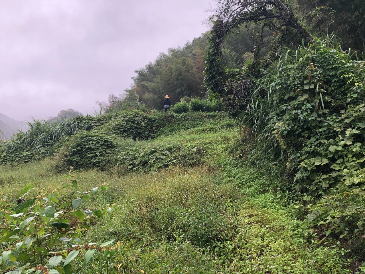 人生就是博官网规划 | 我司地皮整治项目二次荣登央视，荒地变良田，智绘好丰景